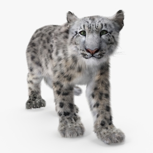 3D Snow Leopard Fur Rigged model