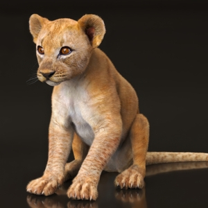 Lion Cub Fur Rigged 3D model