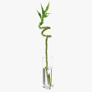 Lucky Bamboo 3D