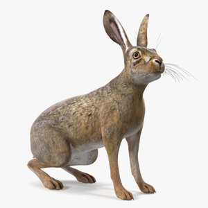 Sitting Lepus Americanus 3D model