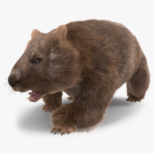 3D Brown Wombat Fur Rigged model