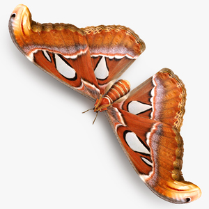 3D model Atlas Moth