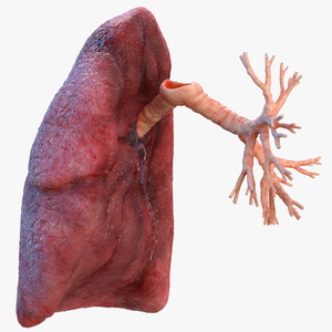 3D Human Lung Right and Bronchi model