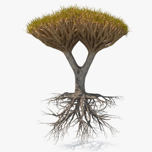 Dragon Tree Roots 3D