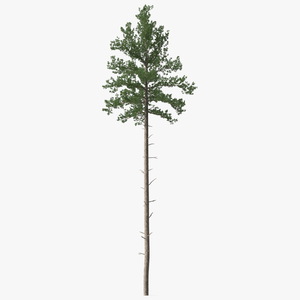 3D Loblolly Pine model