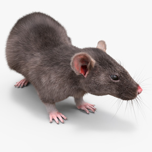 Long Tailed Rat with Fur 3D model