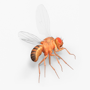 Fruit Fly Dead 3D model