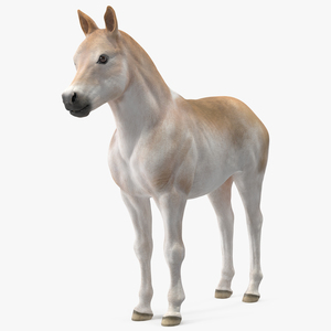 3D Realistic Shetland Pony model