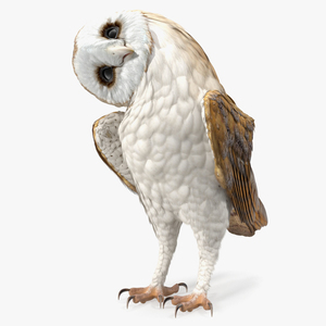 3D model Barn Owl