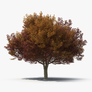 3D White Ash Tree Autumn