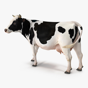 Holstein Cow 3D