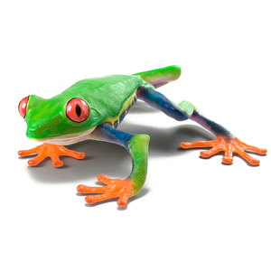 Red Eyed Tree Frog Realistic Rigged for Cinema 4D 3D model