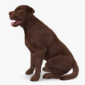 3D model Labrador Dog Brown Sitting Fur