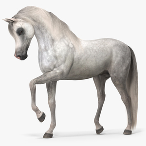 Arabian Horse Gray Dappled Fur Rigged 3D