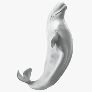 3D model Beluga Whale Adult Performance Pose