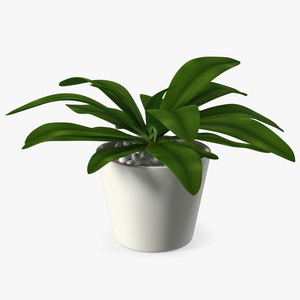 3D model Cordyline Glauca Plant in White Pot