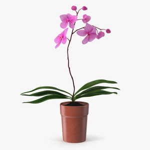 3D Pink Orchid Terracotta Pot