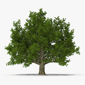 3D Realistic Oak Tree model