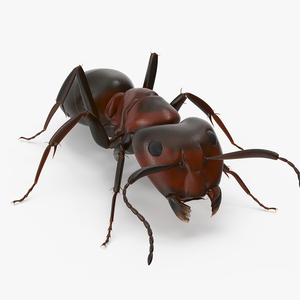 Realistic Red Ant 3D