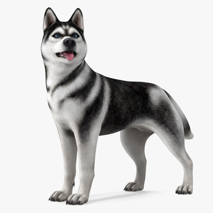 Siberian Husky Black Standing Pose 3D model