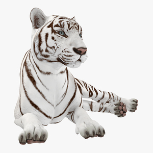 Lying White Tiger 3D