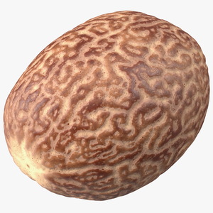 3D model Shea Nut Peeled