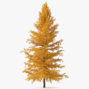 3D Japanese Larch Tree Yellow