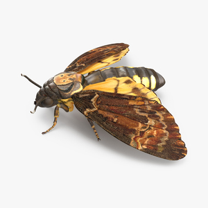 3D model Deaths Head Hawkmoth