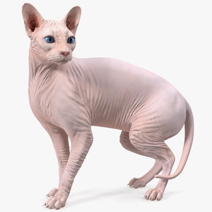 Cream Color Sphynx Cat 3D