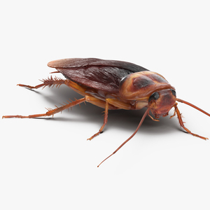 Cockroach Walking Pose 3D