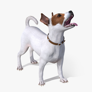 3D White Jack Russell Terrier Waiting Pose Fur model