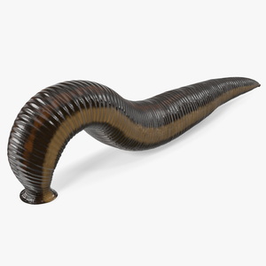 3D European Medicinal Leech Crawling model