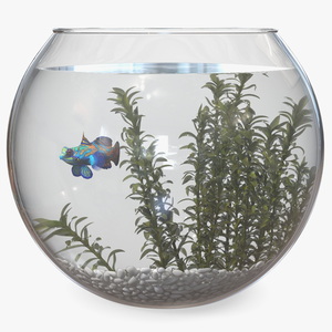 Round Aquarium with Mandarinfish 3D