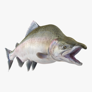 3D model Pink Salmon Fighting Pose