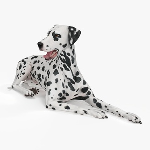 Spotted Lying Dalmatian Dog 3D