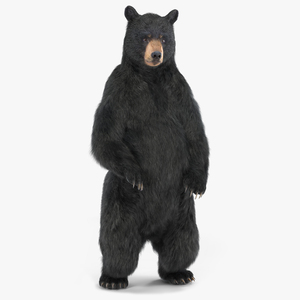 3D Standing Black Bear Fur model