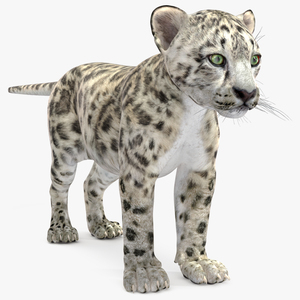 3D Snow Leopard Cub