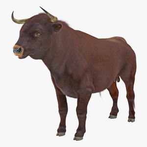 3D Bull with Fur model