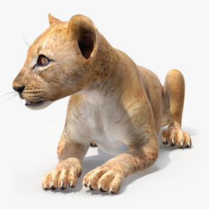 Lion Cub Lying Down for 3D Print 3D