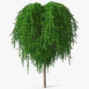 3D Weeping Larix Kaempferi model