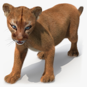 Baby Puma Cub Fur 3D