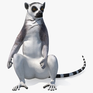 3D Lemur Catta Sitting Straight model