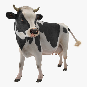 3D Holstein Cow with Fur