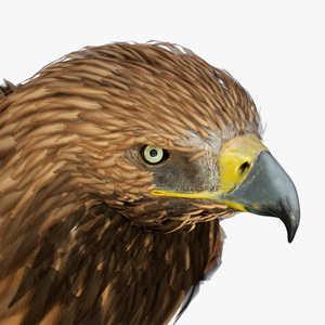 3D Imperial Eagle Standing model