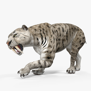 Arctic Saber Tooth Cat Rigged 3D model