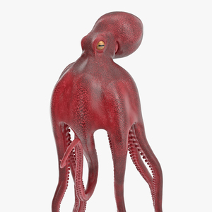 Octopus Vulgaris Swiming Pose 3D model