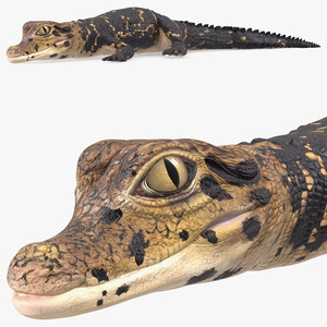 3D Black Caiman Baby Lying model