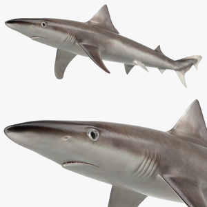 Realistic School Shark 3D