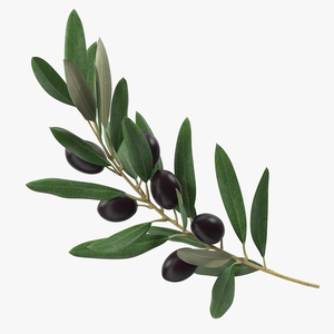 3D model Olive Branch with Black Olives