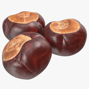 3D Chestnut Seed model